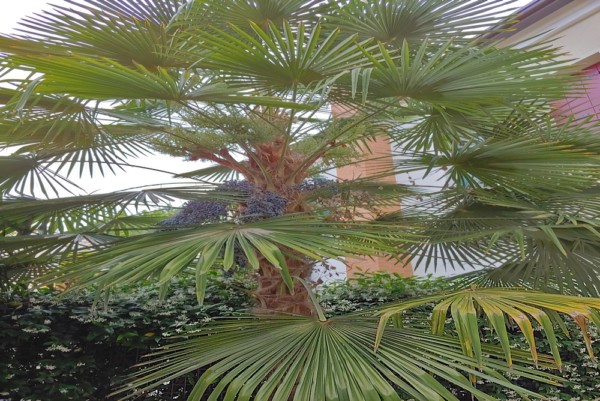Palme 